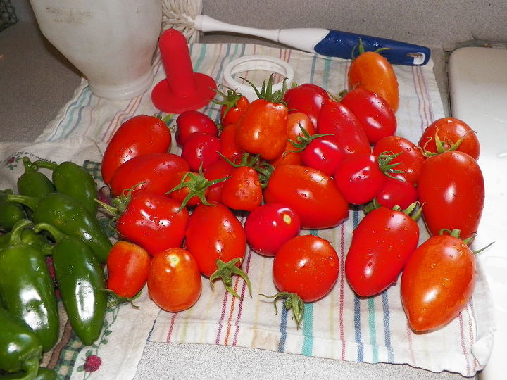 up date on garden, gardening, first tomato