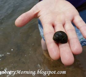 Keep the Garden Pond Clean With Snails Hometalk
