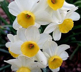 what s blooming in the garden today, flowers, gardening, Tiny Narcissus