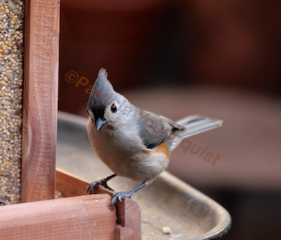part 2 back story of tllg s rain or shine feeders, outdoor living, pets animals, As I said in the previous image I was thrilled when a tuft titmouse graced my feeder with his her presence VIEW TWO And I was delighted that he she posed This image was featured with a story