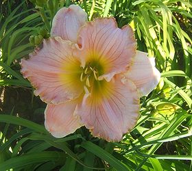 gorgeous late blooming daylilies, flowers, gardening, perennials, Daylily Joyous Wonder is a gorgeous daylily hybridized in Ontario