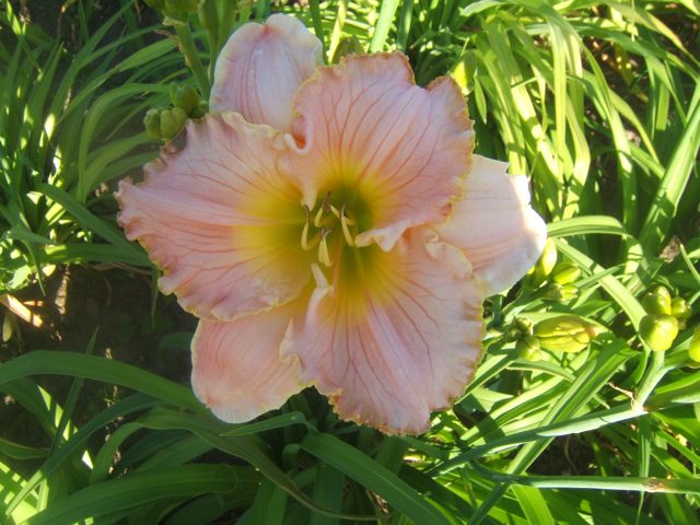preciosos lirios de da de floracin tarda, El lirio de d a Joyous Wonder es un precioso h brido de Ontario