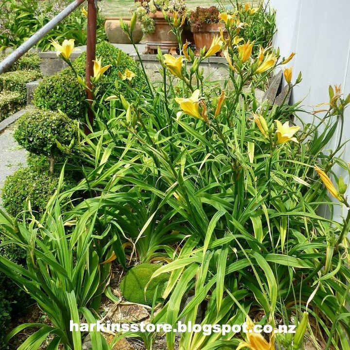 my spring summer garden, flowers, gardening, Day lilies