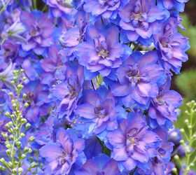 this is one garden you should see, flowers, gardening, Delphinium Pacific Giants
