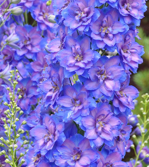 this is one garden you should see, flowers, gardening, Delphinium Pacific Giants