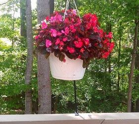 enjoying my deck, decks, flowers, gardening, hibiscus, outdoor living, Have had this basket for over a month and it s still looking good
