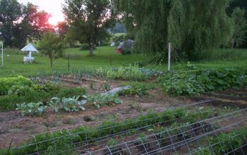 Does anyone here enjoy growing a vegetable garden in the summer?