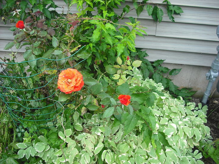 sharing my roses and flowers with garden 4, flowers, gardening