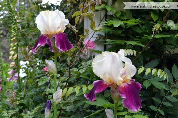 more iris in my garden next week i will show how i separate them, gardening, two tone fuschia