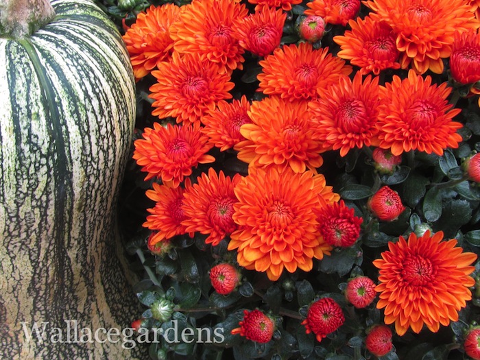 pumpkins on porches pumpkinideas gardenchat, container gardening, gardening, seasonal holiday d cor, Nothing shouts autumn more than these Chrysanthemums PumpkinIdeas gourds SwanGourd Thanks to Annie Haven for her organic compost moopootea AuthenticHavenBrand