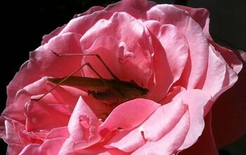 Grasshopper Reposed in a Rose