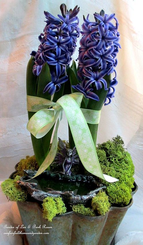winter flowers houseplants amp bulbs, crafts, flowers, gardening, home decor, mason jars, Hyacinths and a water fairy