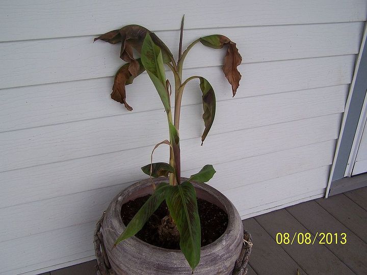 my aunt gave me a small banana tree and it was growing very well until, gardening, Banana Tree
