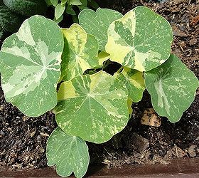 10 great friends veggie garden companion plants, flowers, gardening, 7 Nasturtiums make a great barrier around tomato plants deterring squash bugs and trapping aphids Nasturtium leaves and flowers are edible making them a great addition to salads