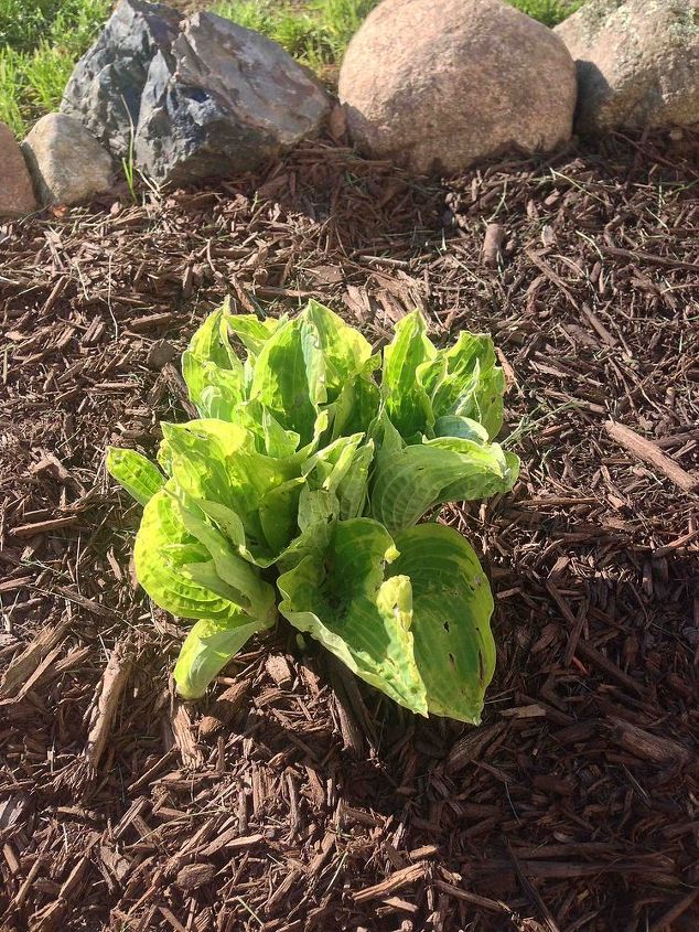 buracos nas minhas hostas