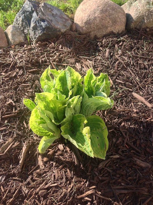 holes in my hostas