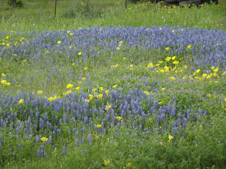 spring in texas, gardening