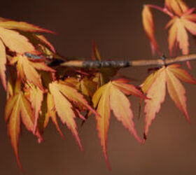 spring is near, flowers, gardening, hydrangea, landscape, The great leaf colors of Katsura Japanese Maple