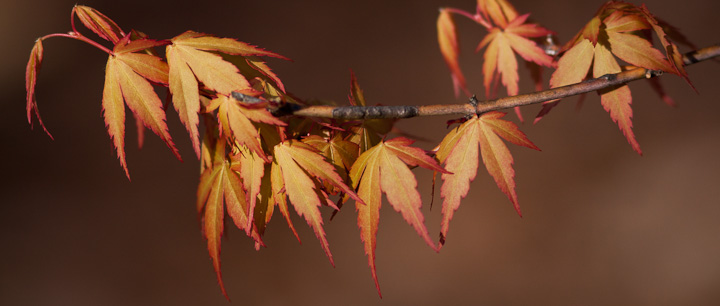 spring is near, flowers, gardening, hydrangea, landscape, The great leaf colors of Katsura Japanese Maple