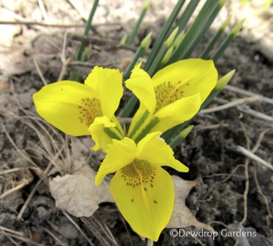 finally spring blooms, gardening, Beautiful yellow crocus