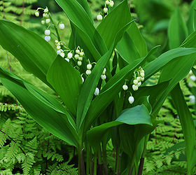 spring preview the rockery, gardening, Lily of the Valley it has a beautiful scent but beware it is invasive spreader