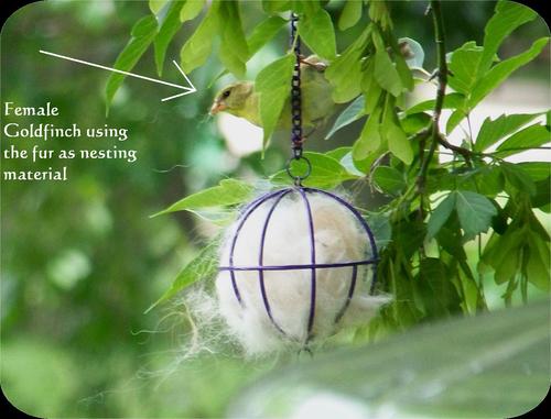 hummingbird nest helper, gardening