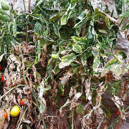 tomatoes dry leaves