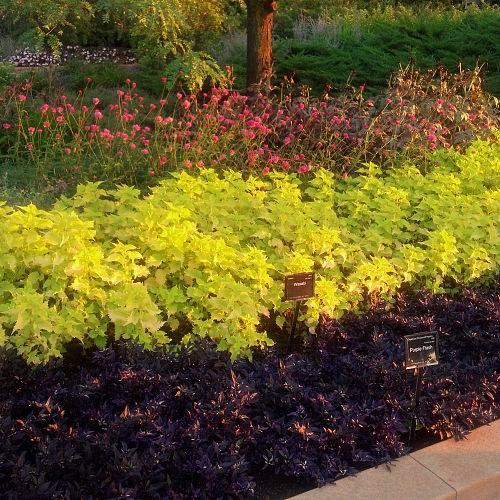 great plant color combinations at ball seed gardens in west chicago illinois and, gardening, ponds water features, Great plant color combinations at Ball Seed Gardens in West Chicago Illinois