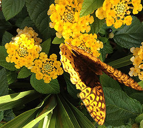 lantana springs to life a pollinator favorite, container gardening, flowers, gardening, pets animals, Butterflies Flutter Among Lantana All Season