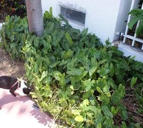 new pictures, gardening, Philodendron used as ground cover