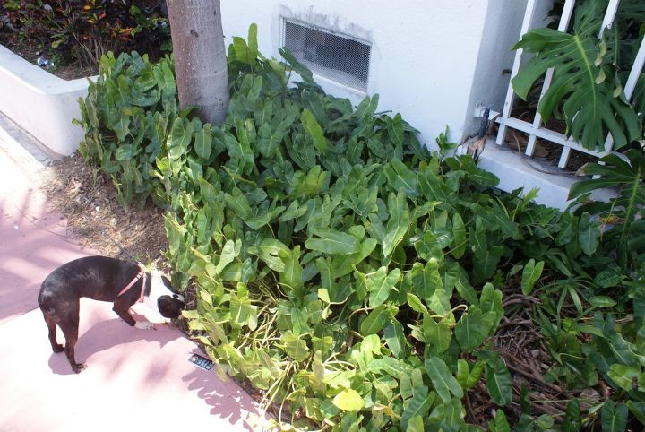 new pictures, gardening, Philodendron used as ground cover