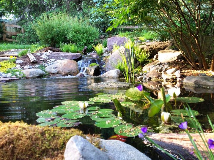 pond and waterfalls ruxton md, outdoor living, ponds water features, Looking across the pond
