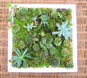 how to make a living plant picture frame, crafts, succulents, Walah