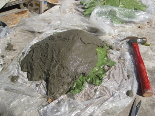 lanando uma folha de ruibarbo, Coloque o em um monte de areia e cubra o com a mistura de cimento