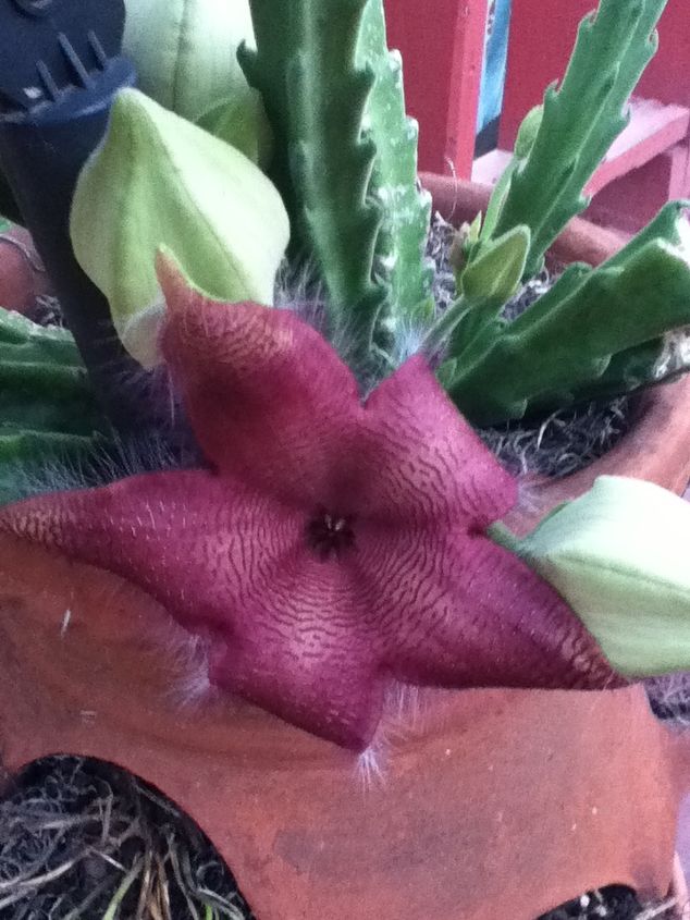 puede alguien decirme qu tipo de cactus con flor es este