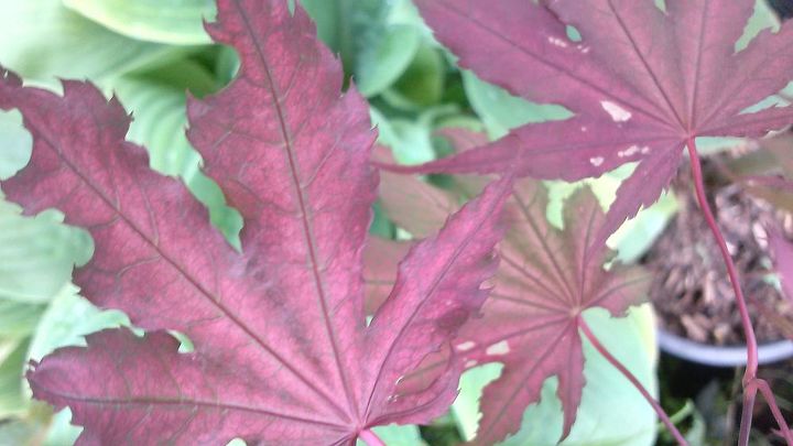 my love affair, Purple Ghost