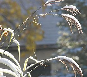gardening in november, flowers, gardening, Miscanthus sinensis Dixieland dripping with snow