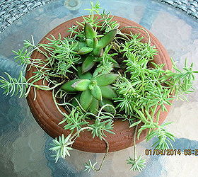 succulent containers, container gardening, flowers, gardening, succulents