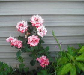 sharing my roses and flowers with garden 3, flowers, gardening, hibiscus, Candystripe roses loved them