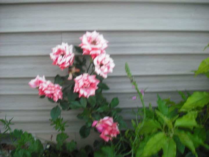 compartilhando minhas rosas e flores com o jardim 3, Rosas Candystripe adorei