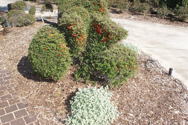gold mound damaged from cold weather it was covered with the frost cloth but it was, gardening, This topiary in my yard is a pyracantha low dense It thrives in cold weather
