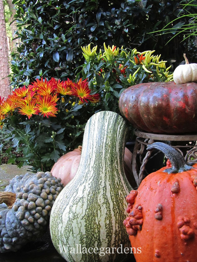 tgif thank god it s fall y all, container gardening, flowers, gardening, seasonal holiday d cor, Knobby pumpkins and gourds