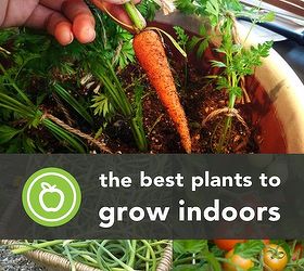 the 16 best healthy edible plants to grow indoors, gardening