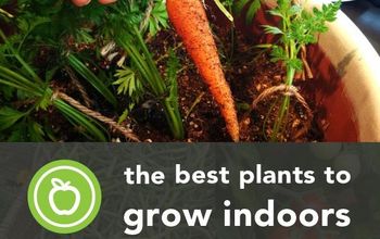  As 16 melhores plantas comestíveis e saudáveis para crescer dentro de casa