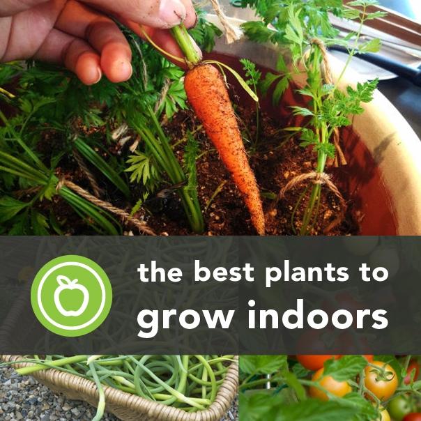 as 16 melhores plantas comestveis e saudveis para crescer dentro de casa