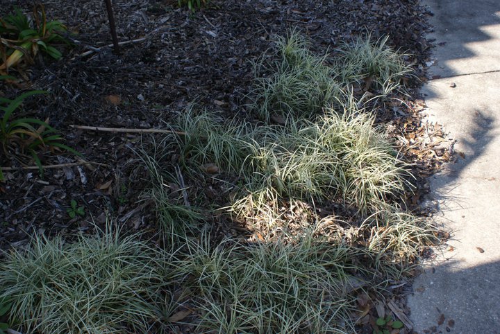 gold mound damaged from cold weather it was covered with the frost cloth but it was, gardening, Variegated mondo is unusual and great contrast in the landscape and does not freeze