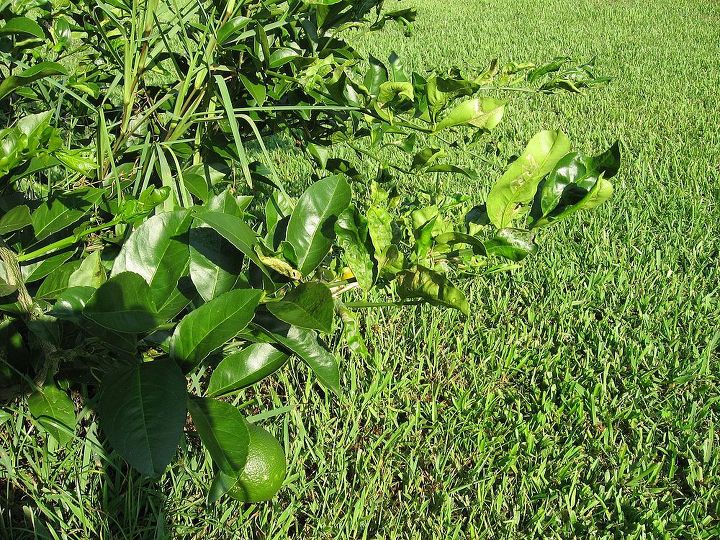 q what is wrong with my meyer lemon tree, gardening