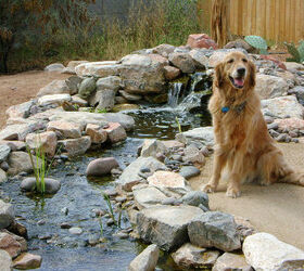 our work, flowers, gardening, outdoor living, pets animals, ponds water features, Camera hound