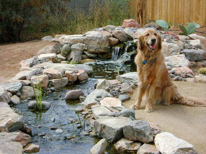 our work, flowers, gardening, outdoor living, pets animals, ponds water features, Camera hound