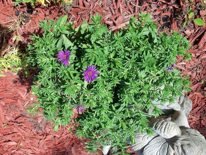 can you identify this plant, flowers, gardening, the flowers are small about the size of a nickel or a quarter